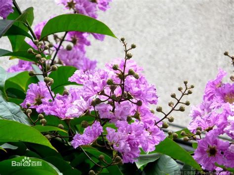 大花紫薇生長速度|大花紫薇